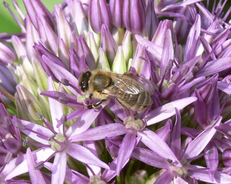 Bienen in Himo